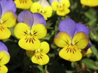 Horned Pansy, Horned Violet, Johnny-Jump-Up clipart