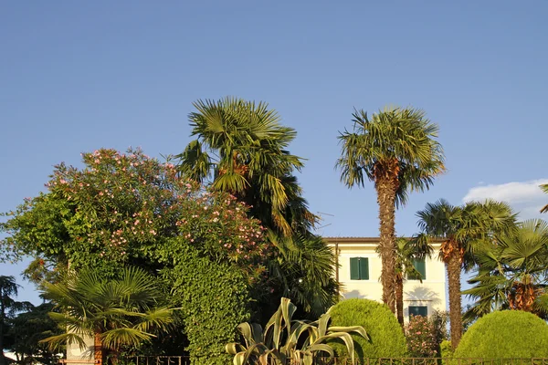 Lazise, house with palm, Lake Garda, Veneto, Italy — Stock Photo, Image