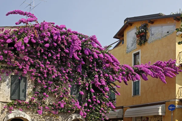 Sirmione, hus med bougainvillea, Italien — Stockfoto