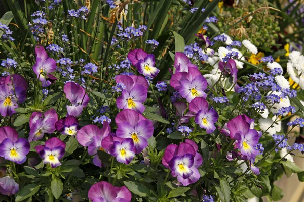 Violetas e esqueça-me-não na primavera, Alemanha — Fotografia de Stock