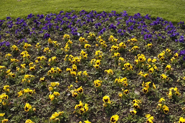 Pansies in Lower Saxony, Germany, Europe — Stock Photo, Image