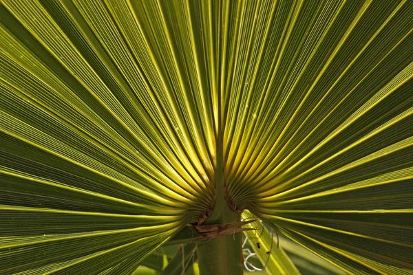 Washingtonia filifera, groene bladeren van een woestijn fan palm — Stockfoto