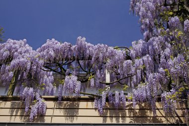 Wisteria sinensis, Almanya'ya Çin wisteria