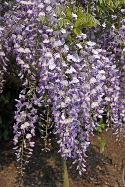 Wisteria sinensis, Almanya'ya Çin wisteria