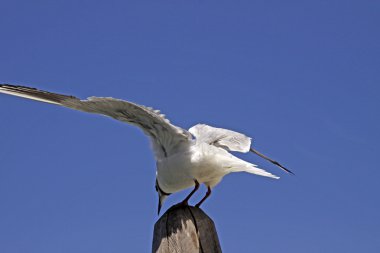 başlangıç Larus ridibundus - Karabaş martı