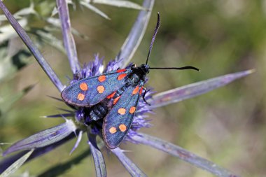 Zygaena transalpina, ametist deniz holly üzerinde burnet