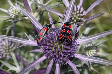 Zygaena carniolica, ametist deniz holly üzerinde burnet