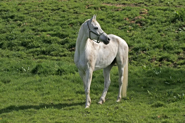 Arabský kůň na louce v Dolním Sasku, Německo — Stock fotografie