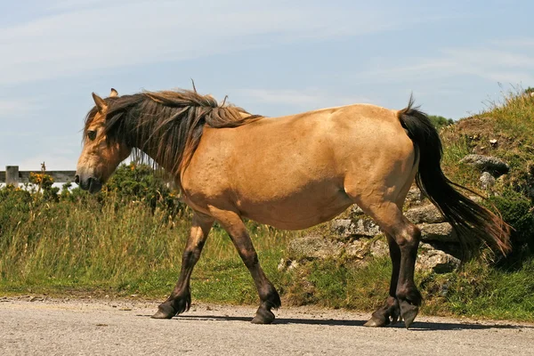 Лошадь в Бодмин-Мур, Корнуолл, Юго-Западная Англия — стоковое фото