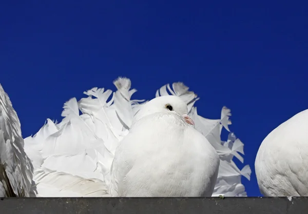 인도 독일, 유럽에 있는 지붕에 앉아 비둘기 — 스톡 사진