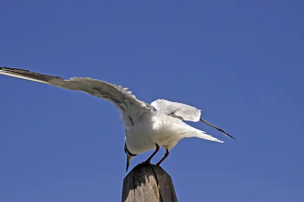 Larus ridibundus - Início da gaivota de cabeça preta — Fotografia de Stock