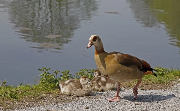 Nijlgans met jonge dieren, Duitsland — Stockfoto