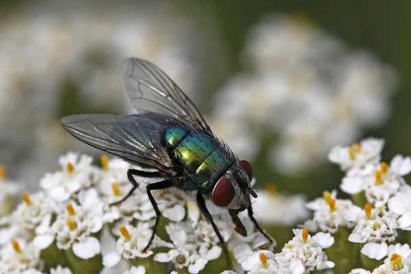 Greenglass fly, Lucilia sericata pe Yarrow, Germania — Fotografie, imagine de stoc