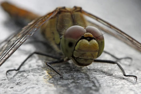 Sympetrum dragonfly stting on a fence in Germany — Stock Photo, Image