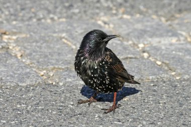 yıldız, sturnus vulgaris, genç sığırcık