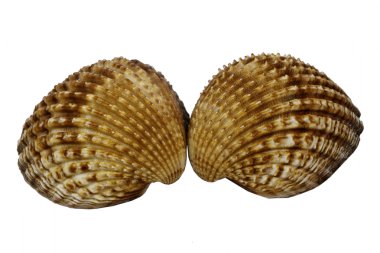 Cockle kabukları (Acanthocardia tuberculata)-