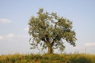 Olive tree (olea europaea) at Lake Garda, Lazise, Italy clipart