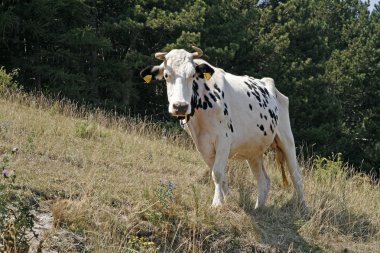 Beyaz benekli inek, monte baldo, İtalya