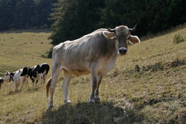 Alpler sığır monte baldo lake garda, İtalya, Avrupa