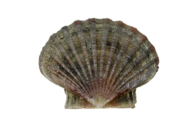 Scepp shell, Great scepp, Pecten maximus — стоковое фото