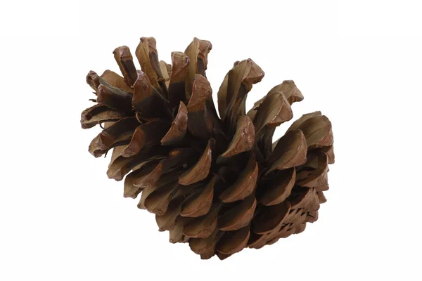 Cone de um pinheiro, Pinus na Alemanha — Fotografia de Stock