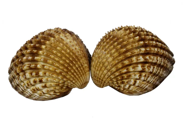 Cockle kagyló (Acanthocardia tuberculata)- — Stock Fotó