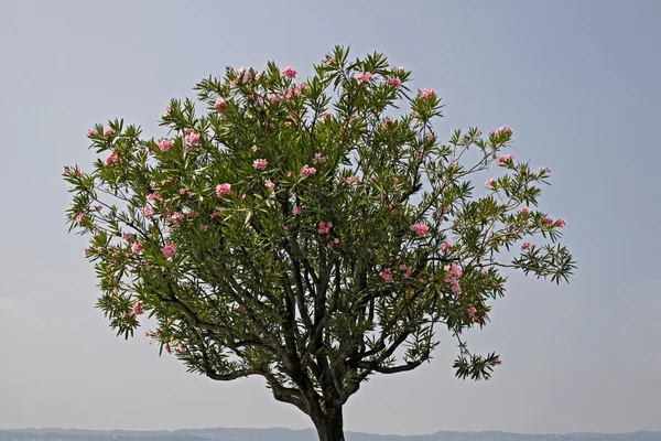 Oleanderbaum (Nerium oleander) mit Blüten in Italien — Stockfoto