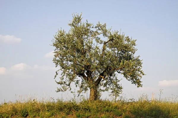 Drzewo oliwne (olea europaea) w jezioro garda, lazise, Włochy — Zdjęcie stockowe