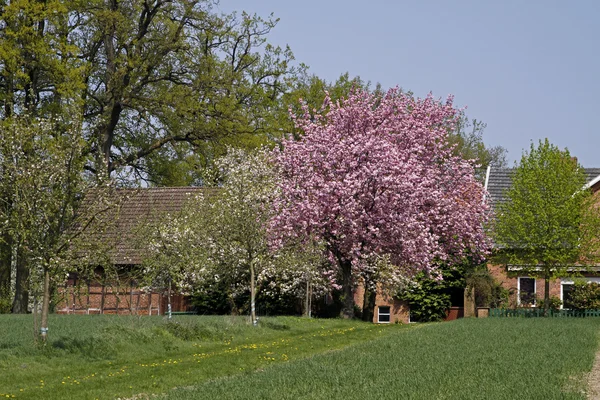 House with cherry blossom in April, Germany — Stock Photo, Image