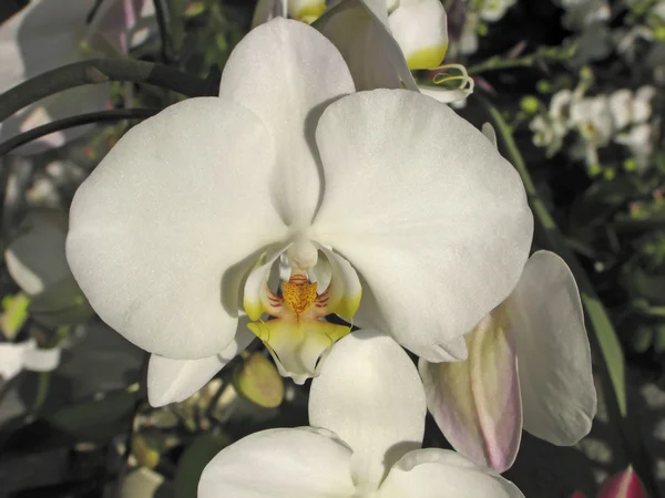 Phalaenopsis hybrid orksid – stockfoto