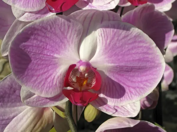 Phalaenopsis hibrid orchidea — Stock Fotó