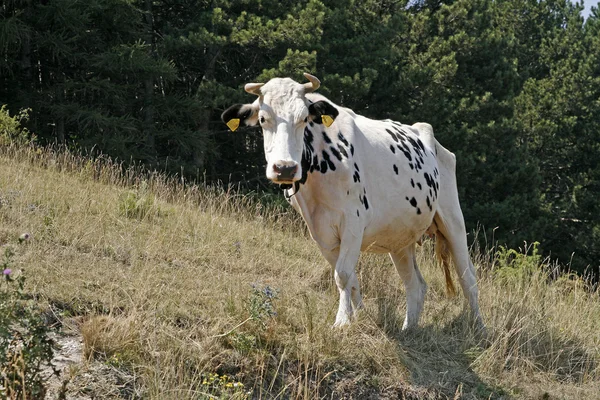 Weiß gesprenkelte Kuh, monte baldo, italien — Stockfoto