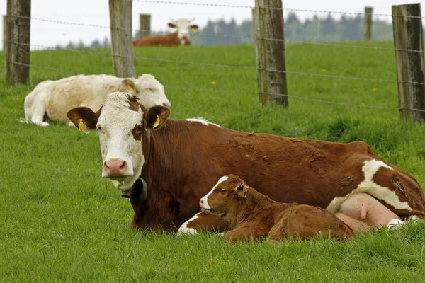 Brown cow with white face and young calf in Germany