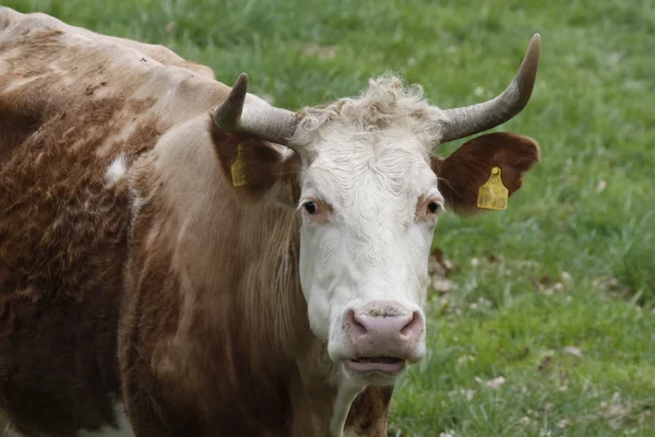 Rinder auf einer Weide in Deutschland, Europa — Stockfoto