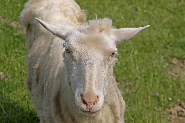 Ovelhas curiosas em um pasto na Alemanha — Fotografia de Stock