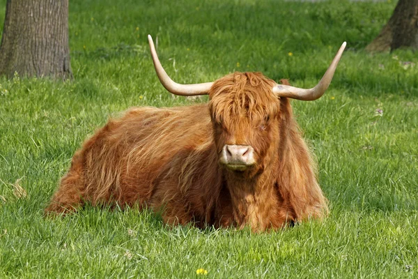 Highland cattle, kyloe - nötkreatur med långa horn — Stockfoto