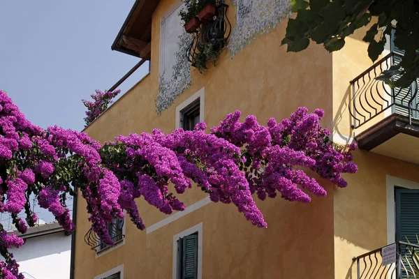Sirmione, hus bougainvillea glabra, Italien — Stockfoto