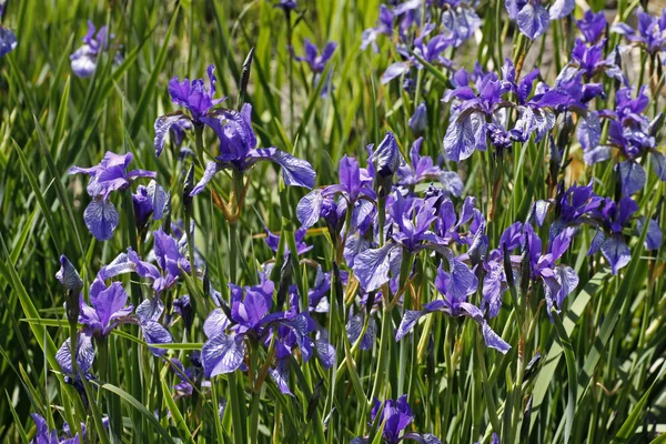 Iris sibirica, Íris Sibirian na primavera, Alemanha, Europa — Fotografia de Stock