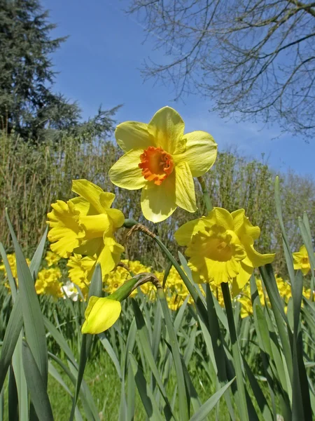 Narcissen bloemen in de lente, Duitsland, Europa — Stockfoto