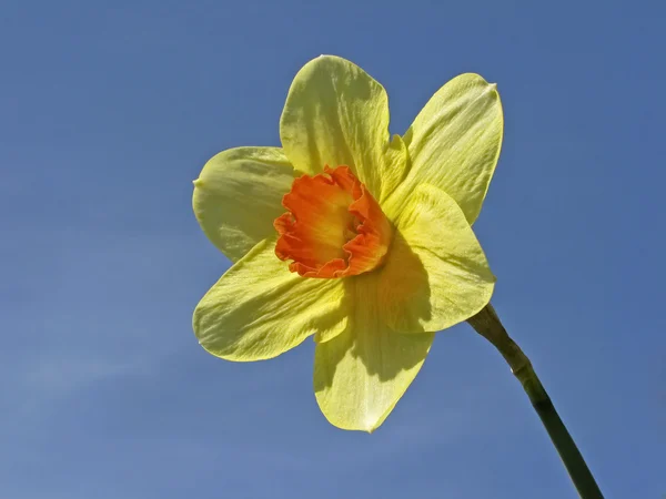 Flores de narciso en primavera, Alemania, Europa — Foto de Stock