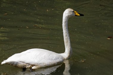 Cygnus cygnus, ötücü kuğu Almanya, Avrupa