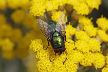 çürümebaşladığında sericata, greenbottle sinek üzerinde civanperçemi bloom