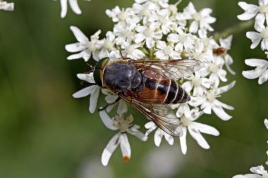 hoverfly çiçek ziyaret, Almanya, Avrupa