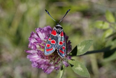 Zygaena carniolica, Burnet butterfly from Italy clipart