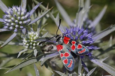 Zygaena carniolica burnet Tarih Ametist deniz holly