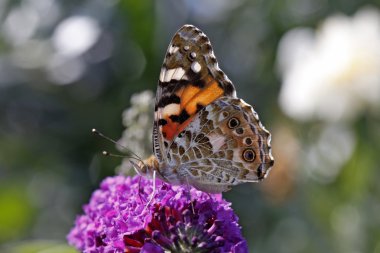 boyalı Bayan kelebek, (cynthia cardui vanessa cardui)