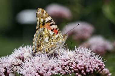 boyalı Bayan kelebek (vanessa cardui), Almanya