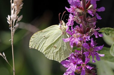 enxofre comum (gonepteryx rhamni), Alemanha