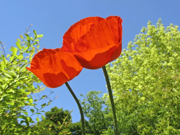 Two Oriental poppies (Papaver orientale) in spring — Stock Photo, Image