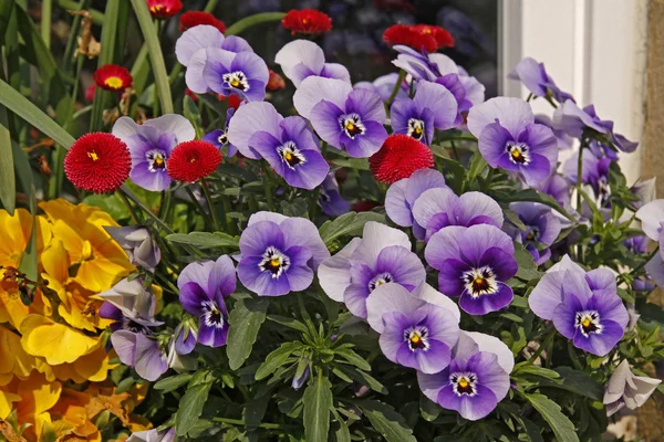Violetas y margaritas frente a un alféizar —  Fotos de Stock